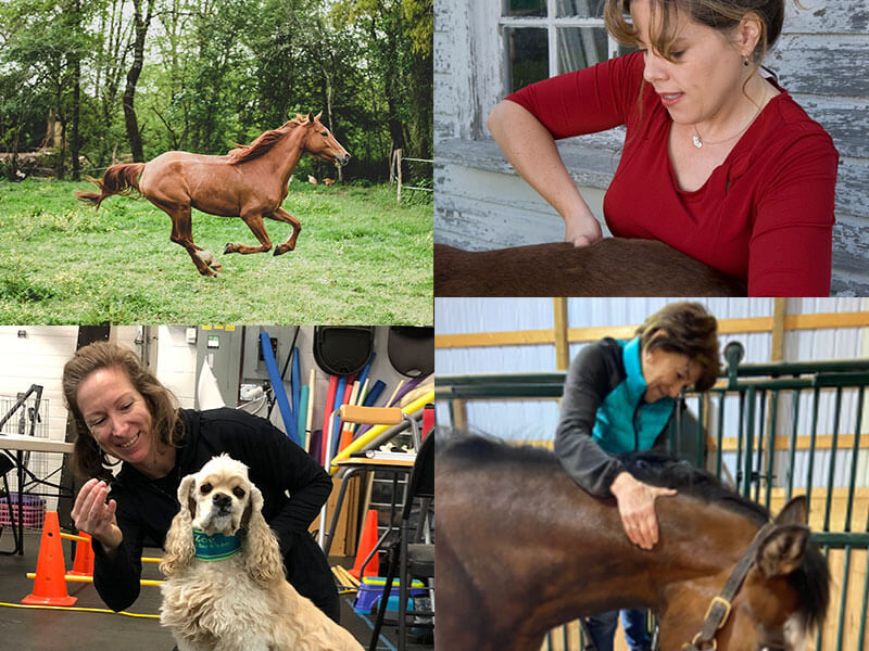 for-animal-owners-group-opt